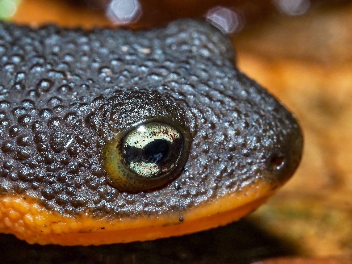 “The Eye of a Newt” This fellow was trying to pretend I was not there. I had already picked it up (couldn&rsquo;t resist! They are rather cute.) and put it back down in the leaf litter where it blended in with its surroundings. It then remained motionless completely ignoring the flash and becoming the perfect photographic model. Canada,Fall,Geotagged,Rough-skinned newt,Taricha granulosa
