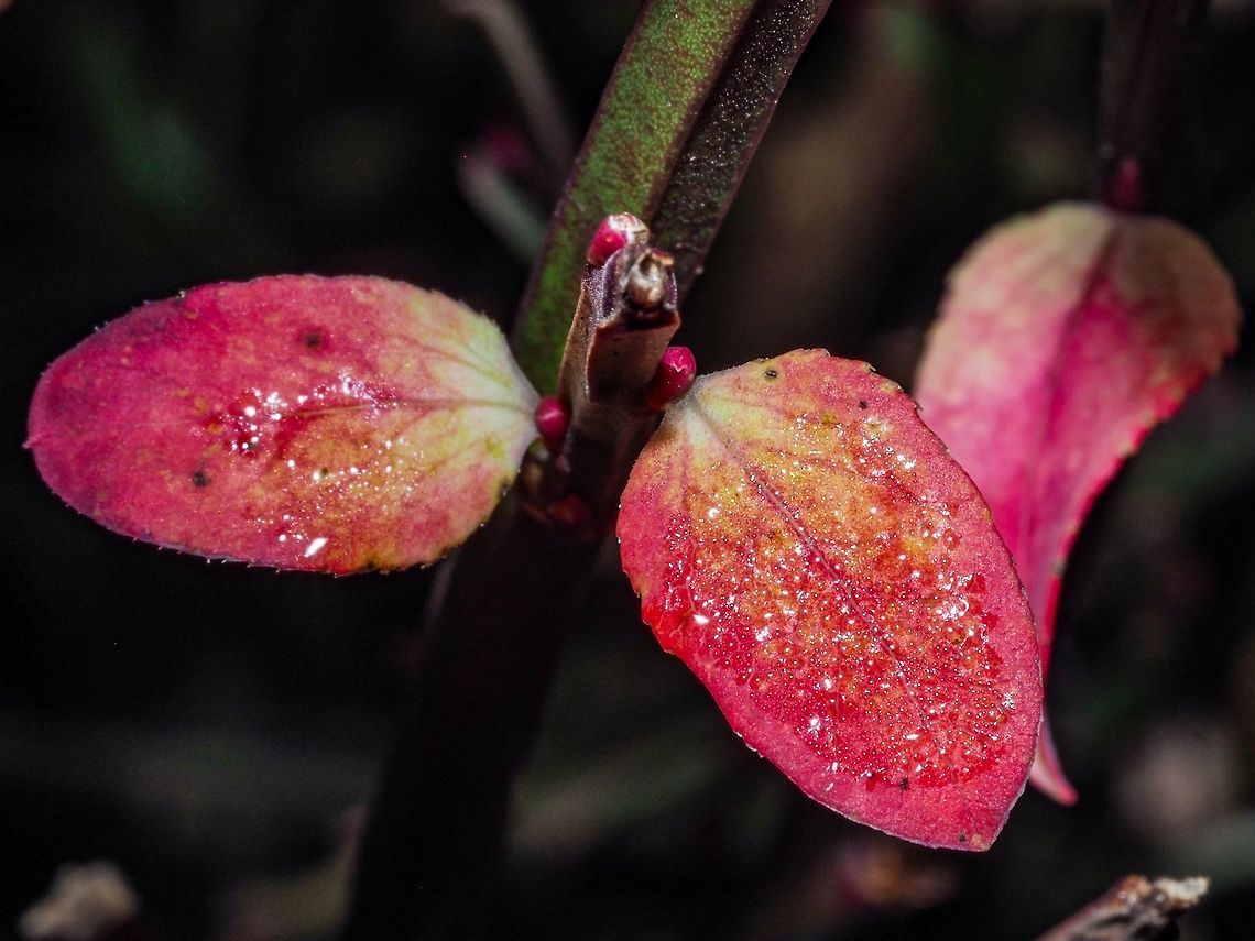 A Few of the Huckleberry Leaves the Deer Didn’t Get! Not all the leaves of the Vaccinium parvifolium are this colourful at this time of year. These caught my eye because they were on a bush next to the stairs up to my studio. Could also be the reason the deer didn&rsquo;t eat them although they did climb the same stairs to get at some geraniums! Canada,Fall,Geotagged,Red huckleberry,Vaccinium parvifolium