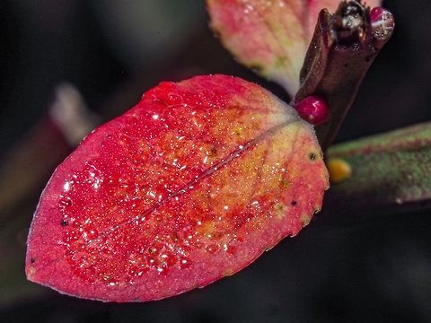 Autumn Colours in a Small Package. The little scarlet “nubs” are Spring’s promises. Above this leaf’s attachment you can see the rough edges left by the “pruning secateurs”, AKA, deer teeth! Canada,Fall,Geotagged,Vaccinium parifolium,Vaccinium parvifolium