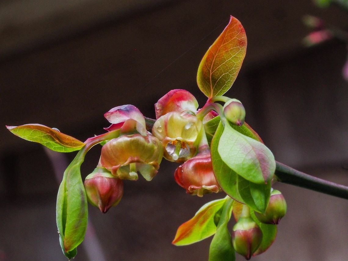 Blossoms of the Red Huckleberry, Vaccinium parvifolium. A springtime view of these bushes that produce very edible berries, small but tasty! Canada,Geotagged,Red Huckleberry,Spring,Vaccinium parvifolium