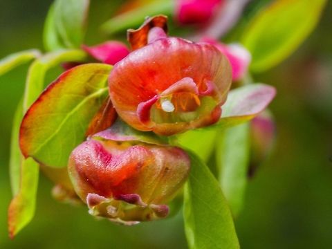 Closeup of Vaccinium parvifolium blossoms. Waiting for the berries. Canada,Geotagged,Red Huckleberry,Spring,Vaccinium parvifolium