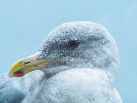 A Glaucous-winged Gull in Its Winter Finery The bright white head feathers are gone and are replaced with dull gray ones. This gull is sitting on our deck railing looking through our living room window hoping for a treat oblivious to the heavy rain. Slim pickings with low tides occurring while its dark. Canada,Fall,Geotagged,Glaucous-winged gull,Larus glaucescens