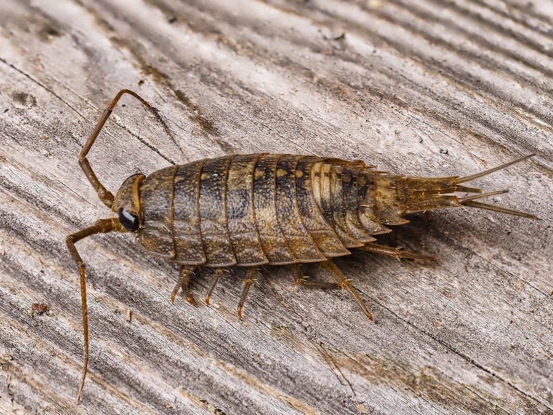 A Rock Louse, Ligia occidentalis. This poor fellow made the mistake of trying to over winter in a tote that contained our artificial Christmas tree and couldn&rsquo;t find its way out. The tote was in a crawl space the floor of which is granite that extends to the ocean meters away. A short &ldquo;crawl&rdquo; for this fellow when it is warmer. I have tried unsuccessfully to take photos of them before but they are too quick for me quickly disappearing into a crack in the rocks. This fellow was quite large, about 3.5cm! California Sea Slater,Canada,Fall,Geotagged,Ligia,Ligia occidentalis,Rock Louse