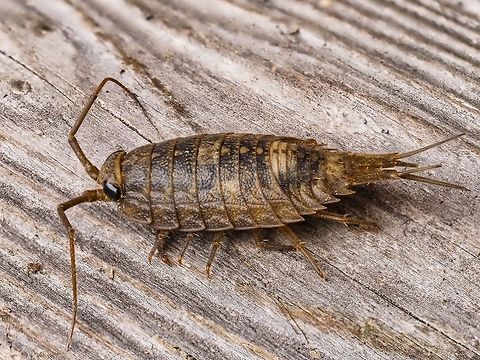 A Rock Louse, Ligia occidentalis. This poor fellow made the mistake of trying to over winter in a tote that contained our artificial Christmas tree and couldn’t find its way out. The tote was in a crawl space the floor of which is granite that extends to the ocean meters away. A short “crawl” for this fellow when it is warmer. I have tried unsuccessfully to take photos of them before but they are too quick for me quickly disappearing into a crack in the rocks. This fellow was quite large, about 3.5cm! California Sea Slater,Canada,Fall,Geotagged,Ligia,Ligia occidentalis,Rock Louse