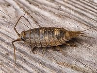 A Rock Louse, Ligia occidentalis. This poor fellow made the mistake of trying to over winter in a tote that contained our artificial Christmas tree and couldn’t find its way out. The tote was in a crawl space the floor of which is granite that extends to the ocean meters away. A short “crawl” for this fellow when it is warmer. I have tried unsuccessfully to take photos of them before but they are too quick for me quickly disappearing into a crack in the rocks. This fellow was quite large, about 3.5cm! California Sea Slater,Canada,Fall,Geotagged,Ligia,Ligia occidentalis,Rock Louse