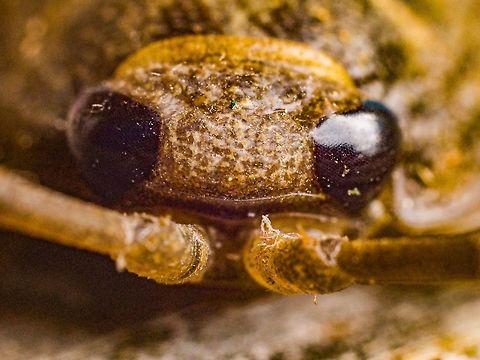 A Facial View of a Rock Louse. A macro view of this Ligia occidentalis using in camera focus stacking and a 26mm Neewer extension tube (10 + 16mm). California Sea Slater,Canada,Fall,Geotagged,Ligia,Ligia occidentalis,Rock Louse