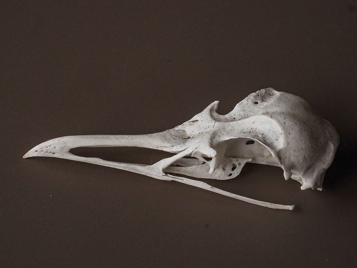 The Skull of Larus glaucescens Without the Lower Mandible. Gulls &ldquo;drink&rdquo; a lot of salt water. To maintain homeostasis the gull has quite large &ldquo;salt glands&rdquo; situated in a depression above the eye orbits. These depressions are quite evident in the skull. Canada,Fall,Geotagged,Glaucous-winged gull,Larus glaucescens