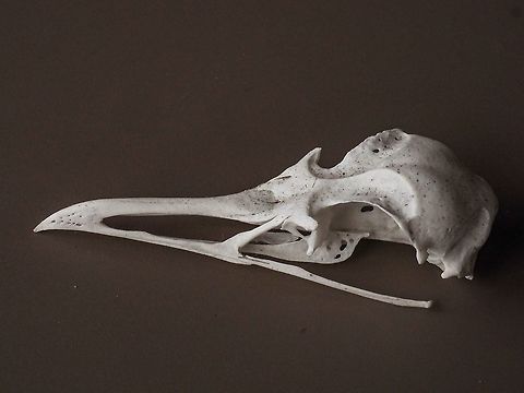 The Skull of Larus glaucescens Without the Lower Mandible. Gulls “drink” a lot of salt water. To maintain homeostasis the gull has quite large “salt glands” situated in a depression above the eye orbits. These depressions are quite evident in the skull. Canada,Fall,Geotagged,Glaucous-winged gull,Larus glaucescens