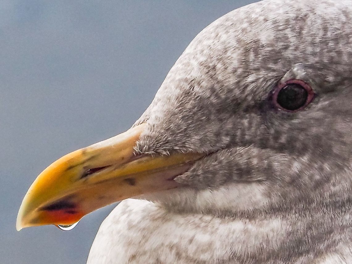 The Salt Gland of Larus glaucescens At Work! The overly salty water has been excreted by the salt gland above the orbit, runs down the groove behind the external nares and ends as a drop at the end of the beak. Canada,Fall,Geotagged,Glaucous-winged gull,Larus glaucescens