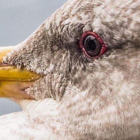 An Orbital Ring The reddish purple orbital ring is an identifying feature of the Glaucous-winged gull. It has been found that gulls can identify specific people and allow known people to approach them closer than they would allow others. I am ashamed to say that we have fed this gull (non vegetable food composting is not available on island so do you throw it out in the garbage or feed it to a waiting gull?) so it now recognizes us. It would be nice to think that it sits on the railing looking at the Christmas tree in the window but that is wishful thinking. Canada,Fall,Geotagged,Glaucous-winged gull,Larus glaucescens