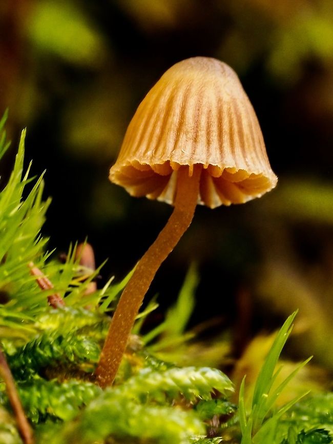 Galerina vittiformis, a Moss Bell Mushroom A small beauty amongst the moss. The cap is a little less than a centimetre in diameter. Canada,Fall,Galerina vittiformis,Geotagged