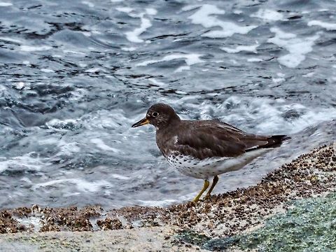 A Surfbird, Calidris virgata or Aphriza virgata in Winter Plummage. The Surfbird is more often observed in this area in the fall and winter. This one was foraging on the rocks below our deck. It was with about a dozen of its friends, some Black Turnstones and relatives and unless they fly are usually heard before they are seen. One of the differentiating characteristics from the Black Turnstone is that the Surfbird has an orange base to the beak while the Turnstone’s is totally black.
https://en.m.wikipedia.org/wiki/Surfbird
 Aphriza virgata,Calidris virgata,Canada,Fall,Geotagged,Surfbird