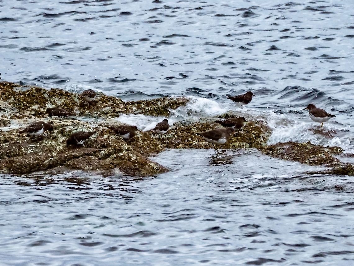 Part of a Flock of Foraging Black Turnstones. These birds are constantly in &ldquo;conversations&rdquo; amongst themselves as they scurry over the rocks seeking food. They were completely oblivious to both the wind and the waves. Arenaria melanocephala,Black turnstone,Canada,Fall,Geotagged