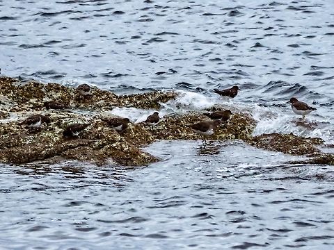 Part of a Flock of Foraging Black Turnstones. These birds are constantly in “conversations” amongst themselves as they scurry over the rocks seeking food. They were completely oblivious to both the wind and the waves. Arenaria melanocephala,Black turnstone,Canada,Fall,Geotagged