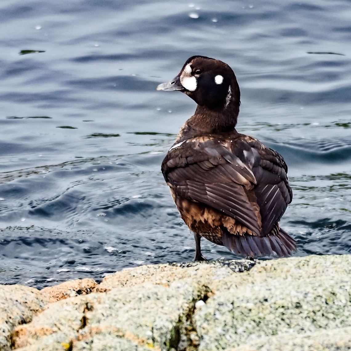 A Male Harlequin Duck in Non-beeding Plummage It takes two to three years for a male Harlequin duck to achieve its colourful feathers. This male will likely be in fine form after the next moult.     Canada,Fall,Geotagged,Harlequin duck,Histrionicus histrionicus