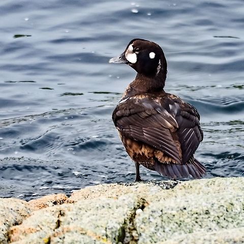 A Male Harlequin Duck in Non-beeding Plummage It takes two to three years for a male Harlequin duck to achieve its colourful feathers. This male will likely be in fine form after the next moult.     Canada,Fall,Geotagged,Harlequin duck,Histrionicus histrionicus