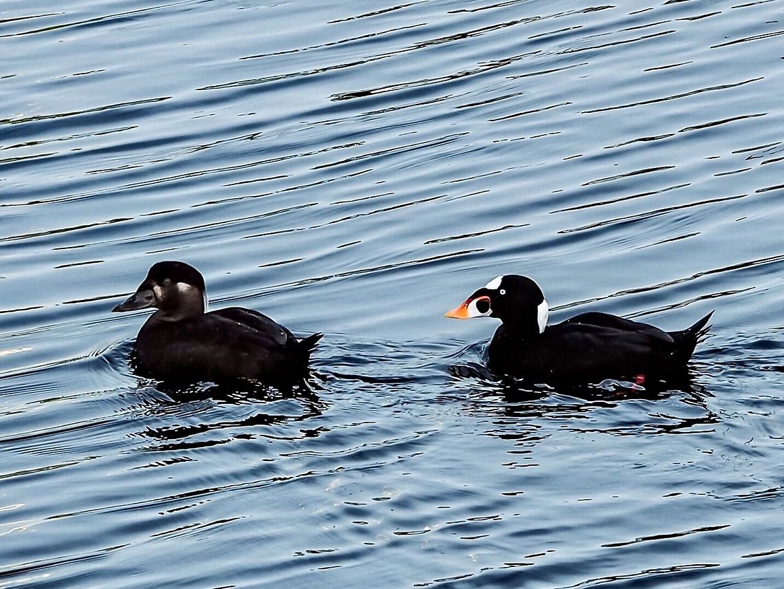 Mrs. and Mr. Surf Scoter Out For a Winter Solstice Paddle. These scoters accumulate in our bay in the winter. Larger “rafts” may be up to be 25 or 30 birds. Their wings whistle when one then the rest decide to join up with another raft just meters away. Before commercial oyster culture habits changed to protect the small oysters these diving ducks were the bane of local oyster growers. Canada,Fall,Geotagged,Melanitta perspicillata,Surf scoter