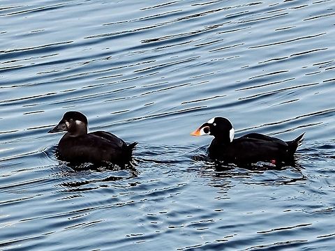 Mrs. and Mr. Surf Scoter Out For a Winter Solstice Paddle. These scoters accumulate in our bay in the winter. Larger “rafts” may be up to be 25 or 30 birds. Their wings whistle when one then the rest decide to join up with another raft just meters away. Before commercial oyster culture habits changed to protect the small oysters these diving ducks were the bane of local oyster growers. Canada,Fall,Geotagged,Melanitta perspicillata,Surf scoter