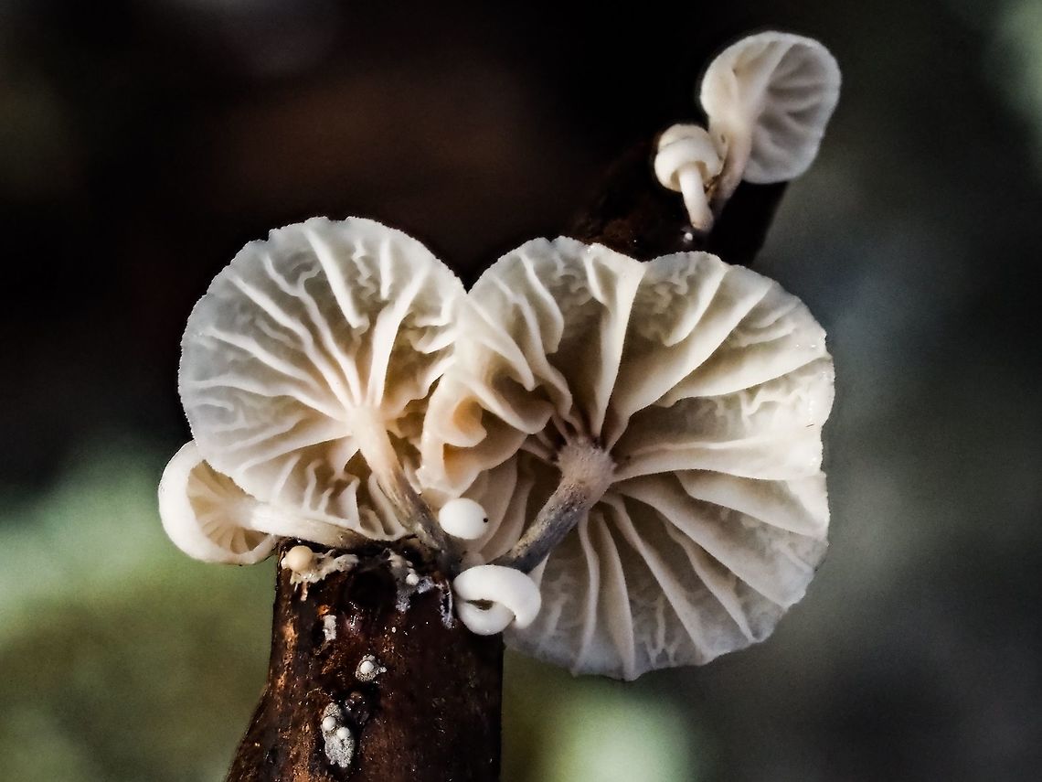Looking Up! Marasmiellus candidus This is a small mushroom that is usually less than 2.5cm with a white stem with dark base. It grows on wood and the decaying branch that these mushrooms are on is about 4mm in diameter. An interesting and bright find on a winter walk in the forest. <br />
 <a href="https://www.mushroomexpert.com/marasmiellus_candidus.html" rel="nofollow">https://www.mushroomexpert.com/marasmiellus_candidus.html</a> Canada,Geotagged,Marasmiellus candidus,Winter