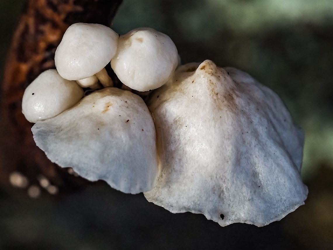 Top Side! Marasmiellus candidus. Please see,<br />
<figure class="photo"><a href="https://www.jungledragon.com/image/71871/looking_up_marasmiellus_candidus.html" title="Looking Up! Marasmiellus candidus"><img src="https://s3.amazonaws.com/media.jungledragon.com/images/2839/71871_thumb.jpeg?AWSAccessKeyId=05GMT0V3GWVNE7GGM1R2&Expires=1767225610&Signature=7pHdBso3je4yG12Lzj4u1nCX6tg%3D" width="200" height="150" alt="Looking Up! Marasmiellus candidus This is a small mushroom that is usually less than 2.5cm with a white stem with dark base. It grows on wood and the decaying branch that these mushrooms are on is about 4mm in diameter. An interesting and bright find on a winter walk in the forest. <br />
 https://www.mushroomexpert.com/marasmiellus_candidus.html Canada,Geotagged,Marasmiellus candidus,Winter" /></a></figure> Canada,Geotagged,Marasmiellus candidus,Winter