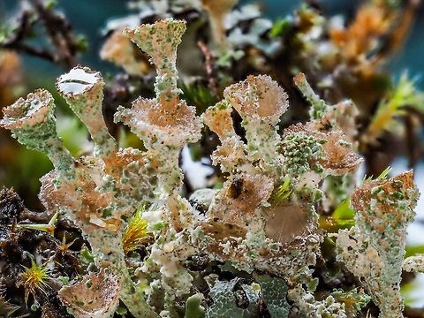 A Group of Cladonia cervicornus ssp verticillata After a frost and rainfall and still looking rather vibrant. Canada,Cladonia cervicornis,Geotagged,Winter