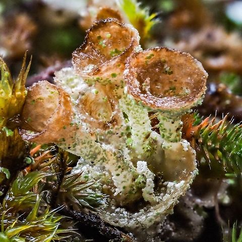 A Cladonia Closeup! This species of Cladonia, C. cervicornis ssp verticillata, in some references is referred to as only C verticillata. (Macrolichens of the Pacific Northwest, Bruce McCune and Linda Gelderland) Canada,Cladonia cervicornis,Geotagged,Winter