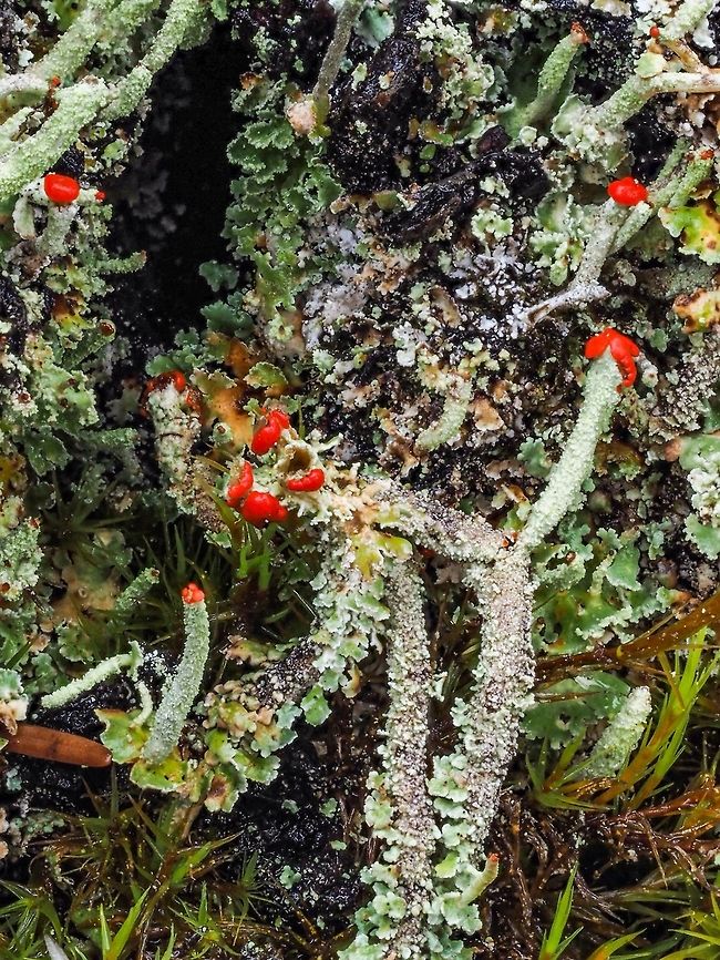 Cladonia transcendens, Graduated Pixie, Transcend Cup Lichen Cladonia transcendens is a lichen found on bark or wood, eg. fenceposts, stumps, tree bases or fallen logs at low elevations. These were on the side of an old stump.<br />
<a href="http://linnet.geog.ubc.ca/Atlas/Atlas.aspx?sciname=Cladonia+transcendens" rel="nofollow">http://linnet.geog.ubc.ca/Atlas/Atlas.aspx?sciname=Cladonia+transcendens</a><br />
<a href="https://www.waysofenlichenment.net/lichens/Cladonia" rel="nofollow">https://www.waysofenlichenment.net/lichens/Cladonia</a> transcendens Canada,Cladonia transcendens,Geotagged,Transcend cup lichen,Winter