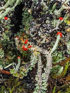 Cladonia transcendens, Graduated Pixie, Transcend Cup Lichen Cladonia transcendens is a lichen found on bark or wood, eg. fenceposts, stumps, tree bases or fallen logs at low elevations. These were on the side of an old stump.
http://linnet.geog.ubc.ca/Atlas/Atlas.aspx?sciname=Cladonia+transcendens
https://www.waysofenlichenment.net/lichens/Cladonia transcendens Canada,Cladonia transcendens,Geotagged,Transcend cup lichen,Winter