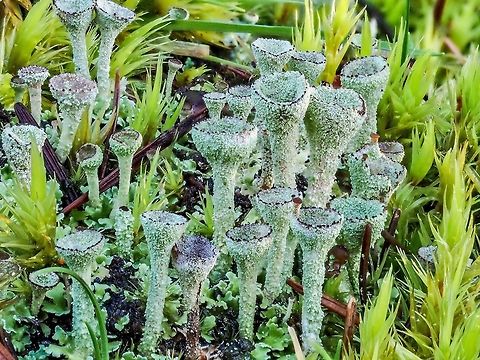 Cladonia asahinae, Pixie Cup Lichen A grouping of C. asahinae. Canada,Cladonia asahinae,Geotagged,Winter