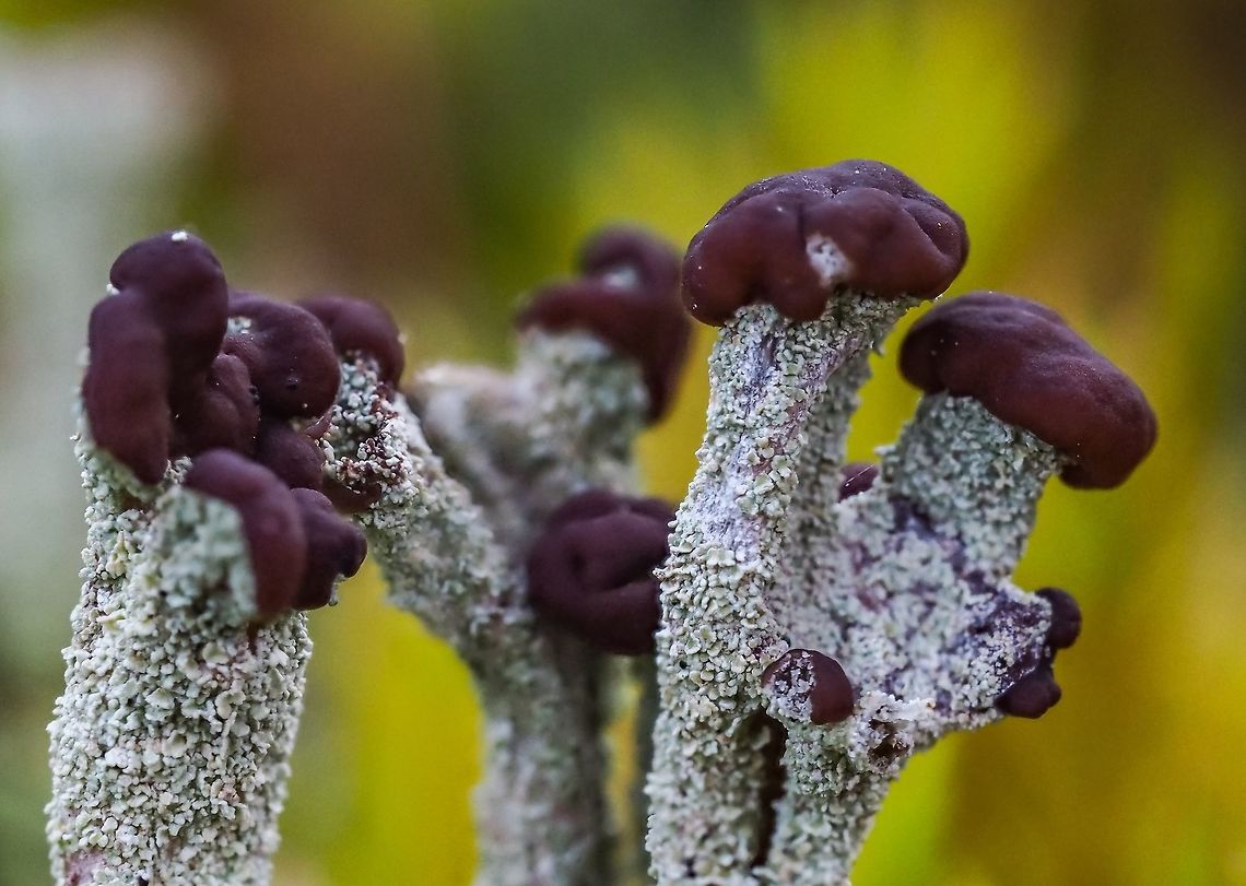 The Brown Apothecia of C. asahinae The brown fruiting bodies sit atop the podetia which are covered with erect pointy granules. Canada,Cladonia asahinae,Geotagged,Summer
