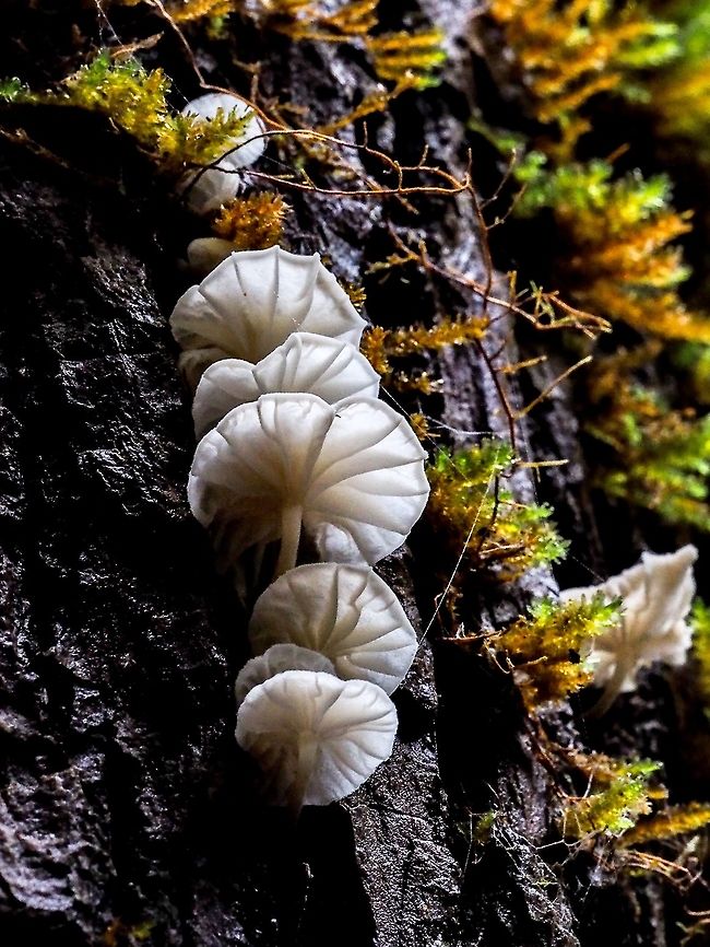 More Marasmiellus candidus! These &lsquo;shrooms were growing on the bark of a Douglas Fir.    Canada,Geotagged,Marasmiellus candidus,Winter