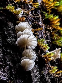 More Marasmiellus candidus! These ‘shrooms were growing on the bark of a Douglas Fir.    Canada,Geotagged,Marasmiellus candidus,Winter