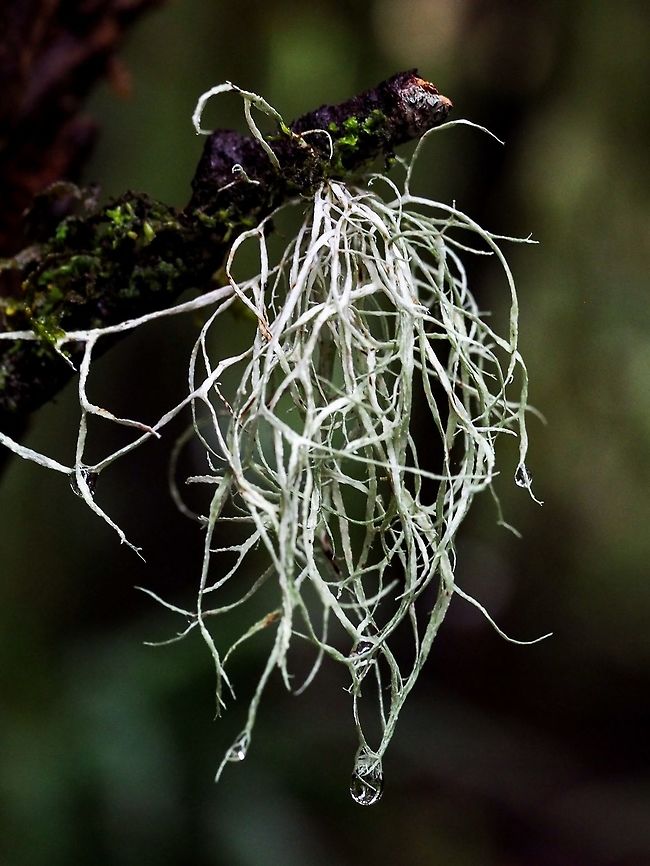 Hyphenated Ribbon Lichen, Ramalina farinacea This lichen is a common lichen growing on bark, as this specimen is, or wood of both conifers and hardwoods. Canada,Geotagged,Ramalina farinacea,Winter