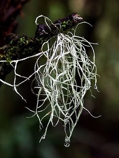 Hyphenated Ribbon Lichen, Ramalina farinacea This lichen is a common lichen growing on bark, as this specimen is, or wood of both conifers and hardwoods. Canada,Geotagged,Ramalina farinacea,Winter