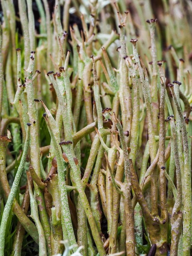Cladonia cornuta ssp. cornuta, Bighorn Pixie Lichen Another Cladonia growing on moss covered rock.<br />
<a href="https://www.waysofenlichenment.net/lichens/Cladonia" rel="nofollow">https://www.waysofenlichenment.net/lichens/Cladonia</a> cornuta ssp. cornuta<br />
<a href="http://lichenportal.org/portal/imagelib/imgdetails.php?imgid=1113307" rel="nofollow">http://lichenportal.org/portal/imagelib/imgdetails.php?imgid=1113307</a><br />
<a href="http://linnet.geog.ubc.ca/ShowDBImage/galleryMobile.aspx?page=0&amp;specrep=0&amp;code=EFLIC10473" rel="nofollow">http://linnet.geog.ubc.ca/ShowDBImage/galleryMobile.aspx?page=0&amp;specrep=0&amp;code=EFLIC10473</a><br />
<br />
 Bighorn Lichen,Canada,Cladonia cornuta,Geotagged,Winter