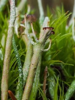 Close Up of Cladonia cornuta ssp. cornuta Bighorn Pixie Lichen growing on moss covered rock. Please see also https://www.jungledragon.com/image/72487/cladonia_cornuta_ssp._cornuta_bighorn_pixie_lichen.html Bighorn Lichen,Canada,Cladonia cornuta,Geotagged,Winter