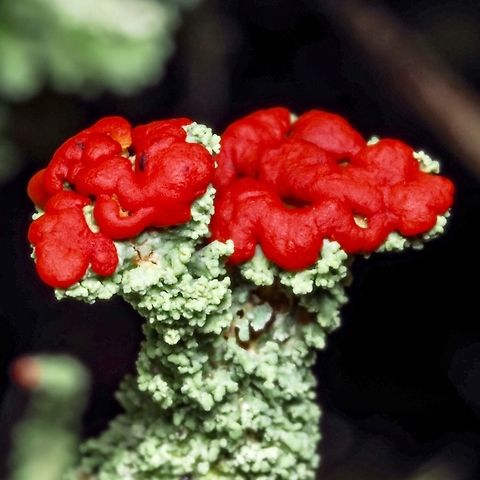 Apothecium of C. transcendens A bright red “dot” on the side of an old Douglas Fir stump.  Canada,Cladonia transcendens,Geotagged,Transcend cup lichen,Winter