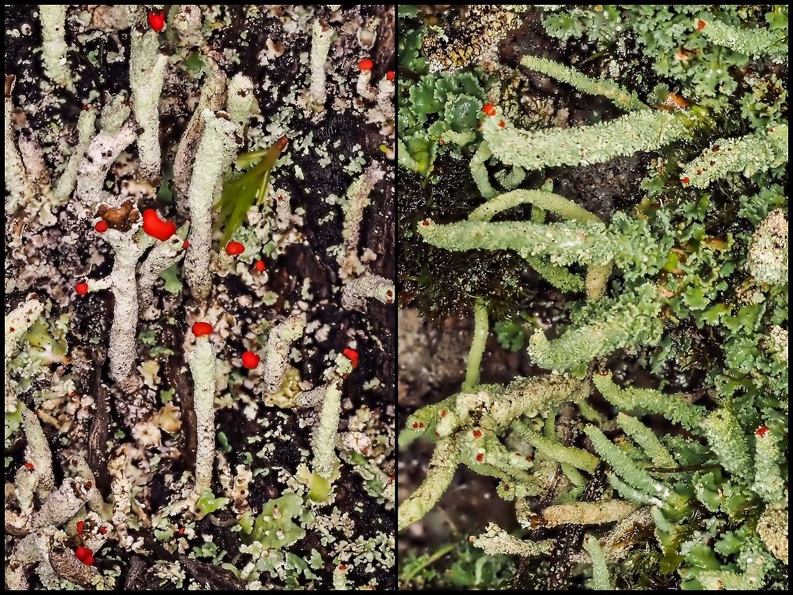 Cladonia transcendens and Cladonia bellidiflora, a Visual Comparison C. transcendens, on the left, has podetia covered with powdery granular soredia and are usually cupless and found on bark or wood. <br />
C. bellidiflora, on the right, has podetia that are heavily squamulose that can form irregular cups and is usually found on mossy rocks. Canada,Geotagged