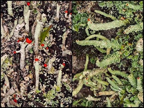 Cladonia transcendens and Cladonia bellidiflora, a Visual Comparison C. transcendens, on the left, has podetia covered with powdery granular soredia and are usually cupless and found on bark or wood. 
C. bellidiflora, on the right, has podetia that are heavily squamulose that can form irregular cups and is usually found on mossy rocks. Canada,Geotagged