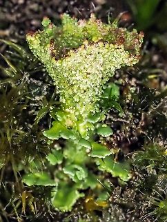 A Singular Cladonia pyxidata. The podetia are covered with small squamules or granules terminating in a deep goblet shaped cup with round squamules on the inside and round granules on the outside. The apothecia are brown. Found on a moss covered rock. Canada,Cladonia pyxidata,Geotagged,Winter