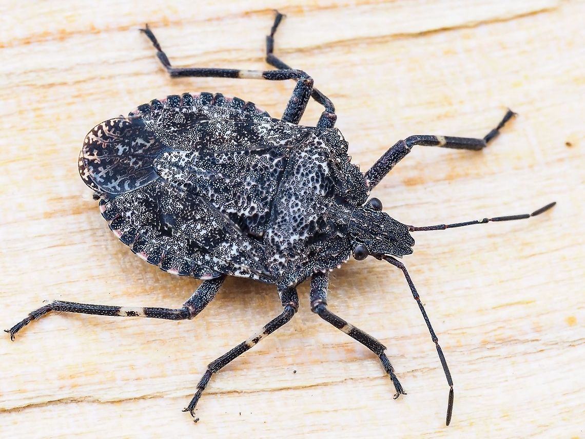 A Rough Stink Bug, Brochymena affinus This stink bug was hitchhiking on a piece of firewood that I was bringing in from the wood shed. The rough &ldquo;shoulders&rdquo; distinguish it from the introduced and invasive Brown Marmorated Stink Bug which has smooth shoulders. <br />
I believe morphene also has a post of this insect,<br />
<figure class="photo"><a href="https://www.jungledragon.com/image/35921/rough_stink_bug_and_his_wee_passenger_check_out_the_antenna.html" title="Rough Stink Bug and his wee passenger (check out the antenna)"><img src="https://s3.amazonaws.com/media.jungledragon.com/images/1590/35921_thumb.jpg?AWSAccessKeyId=05GMT0V3GWVNE7GGM1R2&Expires=1759968010&Signature=JmOmK5mz%2Fo0AucyxdwcGgqKWuM0%3D" width="200" height="134" alt="Rough Stink Bug and his wee passenger (check out the antenna) Genus Brochymena, but there are 3 or 4 very similar species, so I&#039;ve got a request in at BugGuide for an exact ID - and 2 years later they came through :)<br />
 Brochymena affinis,Geotagged,United States,Winter" /></a></figure> Brochymena affinus,Canada,Geotagged,Rough Stink Bug,Winter,affinis