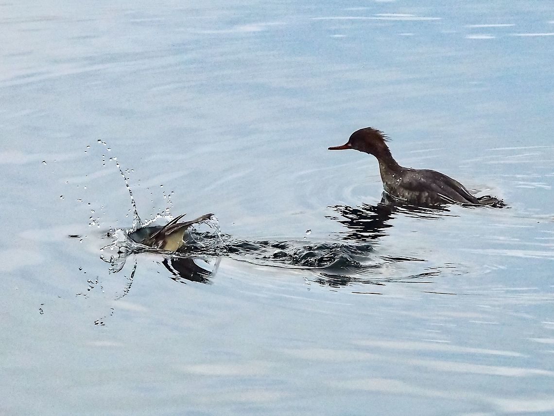 “I’m Right Behind You!” Two female Red-breasted Mergansers in search of food. Canada,Geotagged,Mergus serrator,Red-breasted merganser,Winter
