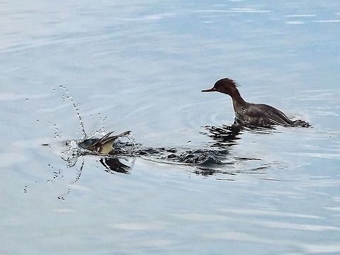 “I’m Right Behind You!” Two female Red-breasted Mergansers in search of food. Canada,Geotagged,Mergus serrator,Red-breasted merganser,Winter
