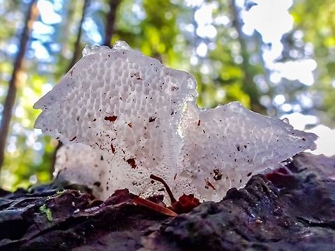 Looking Up! The underside of some smaller Pseudohydnum gelatinosum. At this time of year one could mistake these mushrooms for some ice or frost... until you look closely!                         Canada,Geotagged,Pseudohydnum gelatinosum,Psuedohydnum gelatinosum,Winter,jelly fungus