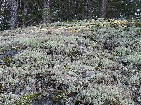 Lichen Covered Rocks The majority of the lichens seen in this photo are either Cladonia mitis or C. rangiferina. The lichens are soggy and footing is a little tricky.         Canada,Geotagged,Winter