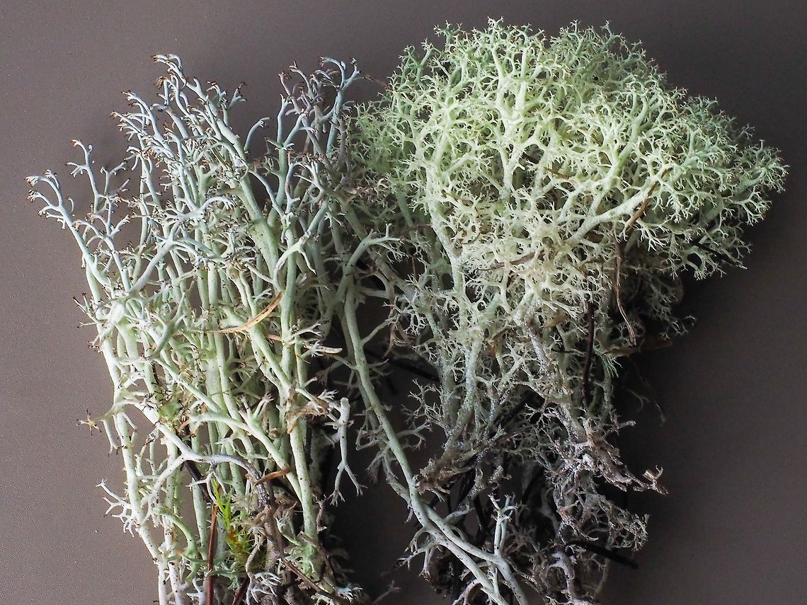 Reindeer Lichen Comparison These two Cladonia species grow right next to each other. <figure class="photo"><a href="https://www.jungledragon.com/image/72959/lichen_covered_rocks.html" title="Lichen Covered Rocks"><img src="https://s3.amazonaws.com/media.jungledragon.com/images/2839/72959_thumb.jpeg?AWSAccessKeyId=05GMT0V3GWVNE7GGM1R2&Expires=1759968010&Signature=WQpLLu7%2FSF9Khr0Xep7hul%2BMA5M%3D" width="200" height="150" alt="Lichen Covered Rocks The majority of the lichens seen in this photo are either Cladonia mitis or C. rangiferina. The lichens are soggy and footing is a little tricky.         Canada,Geotagged,Winter" /></a></figure> The one on the left is C. rangiferina, Gray Reindeer Lichen, which as the name suggests is a gray colour. It has a slightly bitter taste due to the fumarprotocetraric acid (who knew?). C. mitis, Ectomorphic Reindeer Lichen, has a pale yellowish cast and has a milder flavour. Mitis = mild. Neither lichen forms apothecia. All this information is from &ldquo;Macrolichens of the Pacific Northwest&rdquo;. The taste difference was personally confirmed.<br />
My wife says, &ldquo;You&rsquo;re likin&rsquo; lichens so much you&rsquo;re eatin&rsquo; them!&rdquo;. LOL Canada,Geotagged,Winter