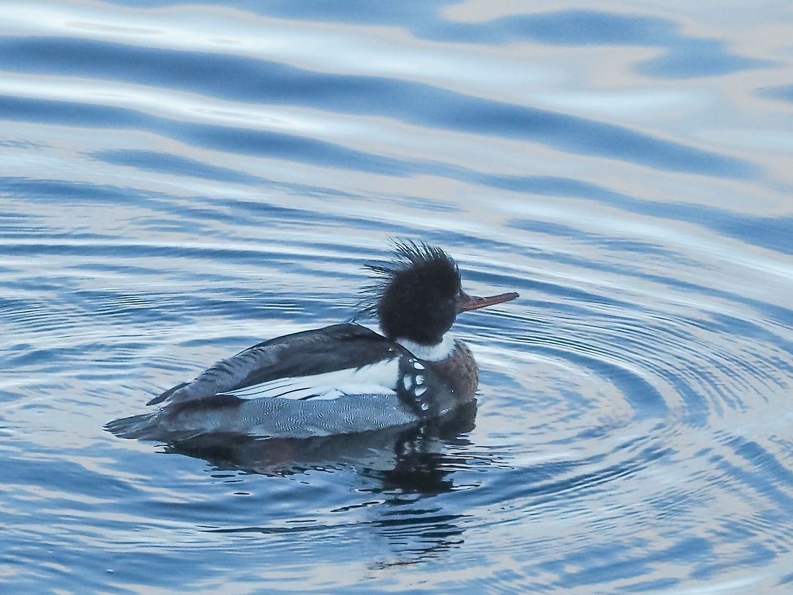 Bad Hair Day? A male Red-breasted merganser paddling by our front window in search of food. Would have been nice to have better lighting but at this time of year the sun does not reach here. Canada,Geotagged,Mergus serrator,Red-breasted merganser,Winter