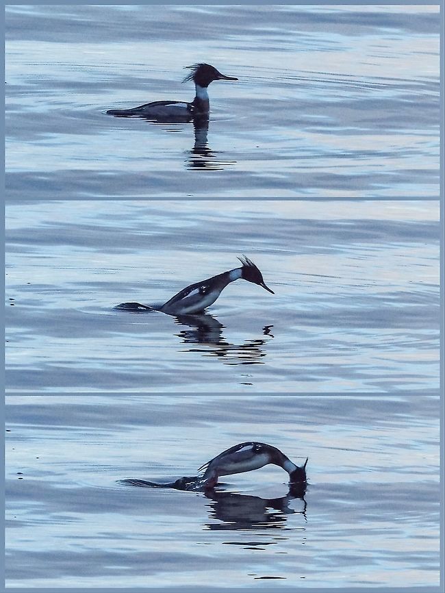 A Diving Duck Diving! A male Red-breasted merganser doing what diving ducks do.<br />
Have to thank the &ldquo;sequential shooting mode&rdquo; on the camera. Canada,Geotagged,Mergus serrator,Red-breasted merganser