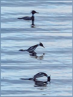 A Diving Duck Diving! A male Red-breasted merganser doing what diving ducks do.
Have to thank the “sequential shooting mode” on the camera. Canada,Geotagged,Mergus serrator,Red-breasted merganser