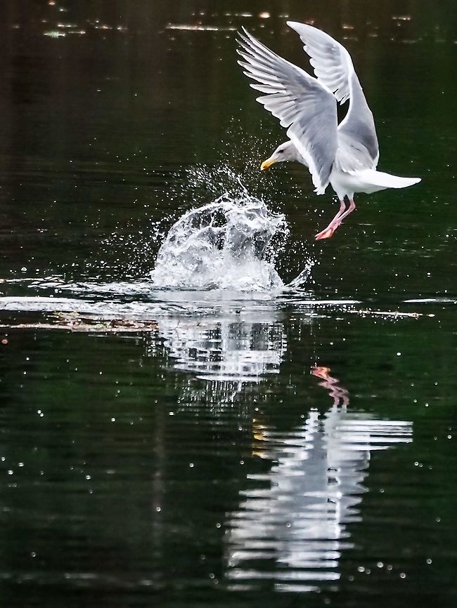 A Glaucous-winged Gull in Action Easy meals are hard to come by when the high tides are in the daylight hours so this gull has decided to try and steal his meal. The prospective victim, a Red-breasted merganser, was a little quicker than the gull and had already disappeared below the surface leaving nothing but a splash of seawater! Canada,Geotagged,Glaucous-winged gull,Larus glaucescens,Winter
